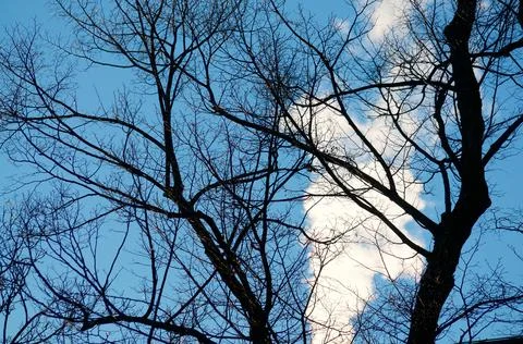 Bare tree branches with smoke stream against blue sky Stock Photos