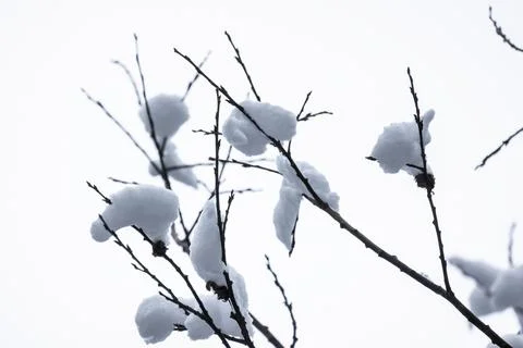 Bare tree branches with snow are under bright sky on a winter day Stock Photos