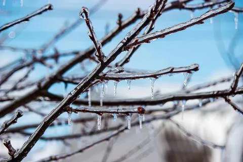 Bare tree branches with snow on a bright winter day Stock Photos