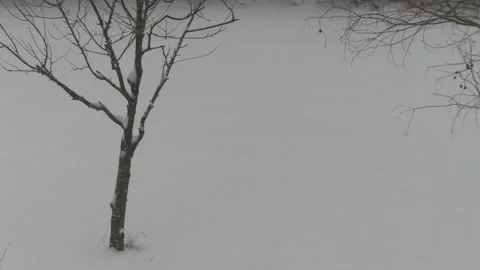 Bare tree branches with snow in winter - snow in background, snowfall Stock Footage 148615435