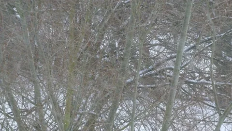Bare tree branches with snow - winter forest - snow in background, snowfall Stock Footage 148615647