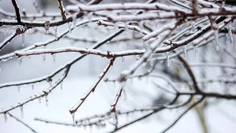Bare tree branches with snow in winter scene Stock Photos