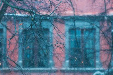 Bare tree branches in snowfall Stock Photos