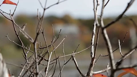 Bare tree branches with soft foucs of autumn leaves in background, day. Stock-Footage 111330018