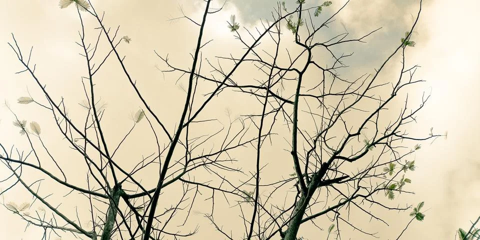 Bare tree branches with sparse green leaves reaching toward a cloudy sky, c.. Stock Photos