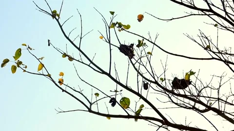 Bare Tree Branches with Sparse Leaves Against Clear Sky Video stock 327608235