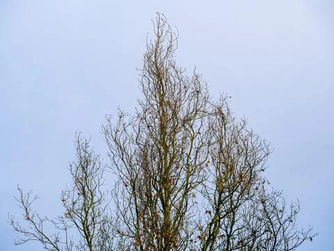 Bare tree branches with sparse leaves against the sky Stock Photos