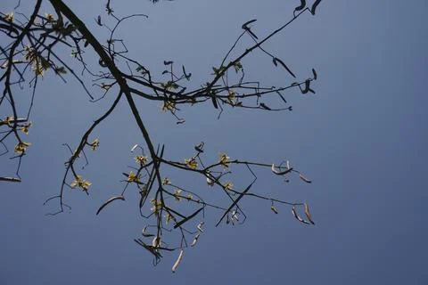 Bare Tree Branches with Sparse Leaves and Seed Pods Against a Vibrant Clear.. 写真素材