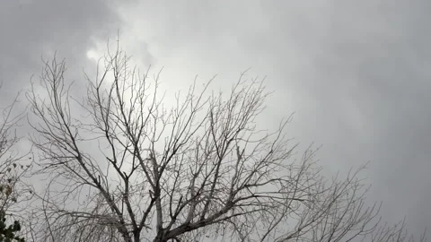 Bare tree branches with stormy cloudy sky Video stock 137760756