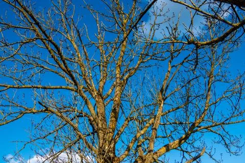 Bare tree branches stretching across vibrant blue sky 스톡 사진