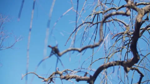 Bare Tree Branches Swaying in Blue Sky at Forbidden City, Beijing, China Stock Footage 345832286