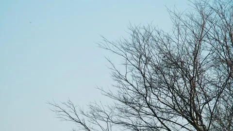 Bare Tree Branches Swaying Under Clear Winter Sky, Minimal Nature Background Stock Footage 327645315