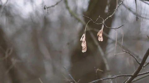 Bare tree branches swaying in the wind Stock Footage 125856896