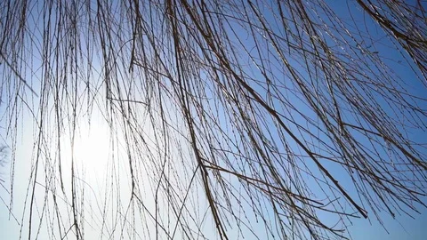 Bare tree branches swaying in wind in early spring against blue sky background. Video stock 126895774