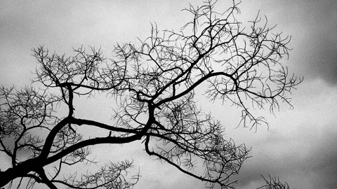 Bare Tree Branches Swaying in Wind Against Sky, Black and White Moody Silhouette Stock Footage 326225321