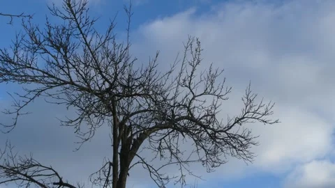 Bare tree branches swaying in the wind against a cloudy sky in early spring Stock Footage 330309240