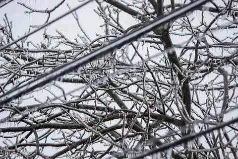 Bare tree branches with tangled twigs in winter scene Stock Photos