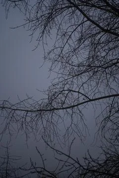Bare tree branches in a thick fog. Gloomy cloudy weather Stock Photos