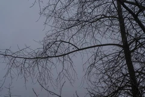 Bare tree branches in a thick fog. Gloomy cloudy weather Stock Photos