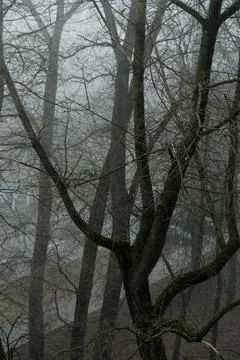 Bare tree branches in a thick fog. Gloomy cloudy weather Stock Photos