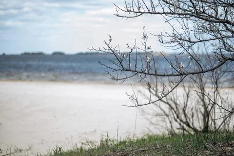 Bare tree branches with tiny white blossoms near calm water and sand flowers. Stock Photos