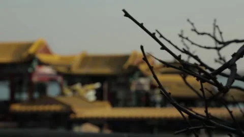 Bare Tree Branches With Traditional Roofs at Summer Palace Beijing China Stock Footage 341781884