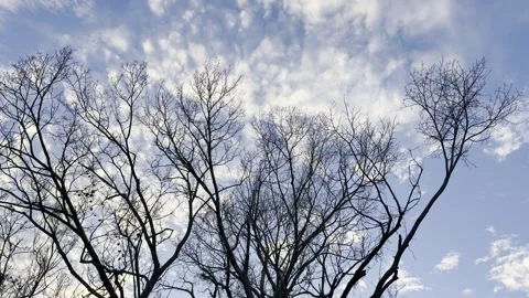 Bare Tree Branches Under Dramatic Textured Cloud Sky Видео 344717318