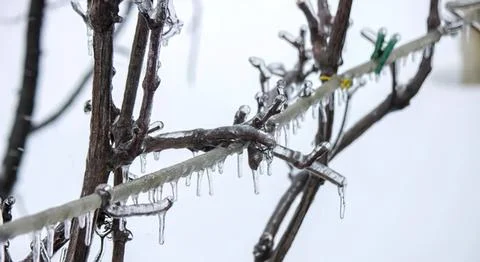 Bare tree branches with water droplets on a cold winter day Stock Photos
