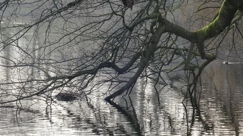 Bare tree branches with water in winter at a park pond, Bremen Stock Footage 123998798