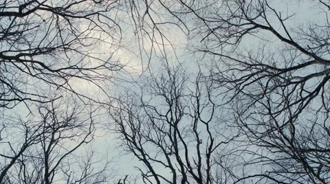Bare Tree Branches on a white pale sky Stock Footage 49933205