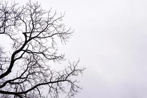Bare tree branches on white sky background. Stock Photos