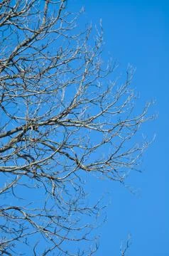 Bare Tree Branches in Winter 2 Stock Photos