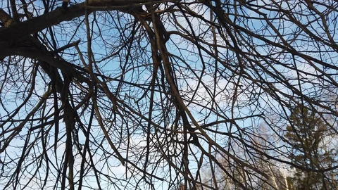 Bare tree branches in winter against a blue sky with clouds Video stock 123633593
