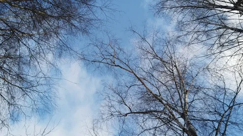 Bare tree branches in winter against a blue sky with clouds Video stock 123634440