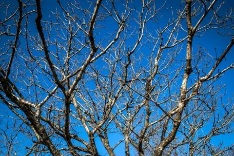 Bare tree branches in winter and a clear blue sky Stock Photos