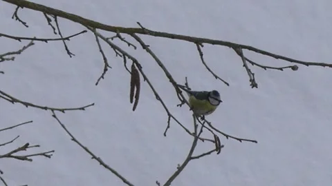 Bare tree branches in winter with bird - snow in background Stock Footage 148917351