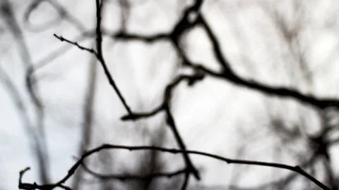 Bare tree branches on a winter day Stock Footage 99116684
