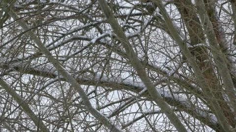 Bare tree branches - winter forest - snow in background, snowfall Stock Footage 148616639
