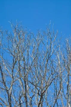 Bare Tree Branches in Winter Stock Photos