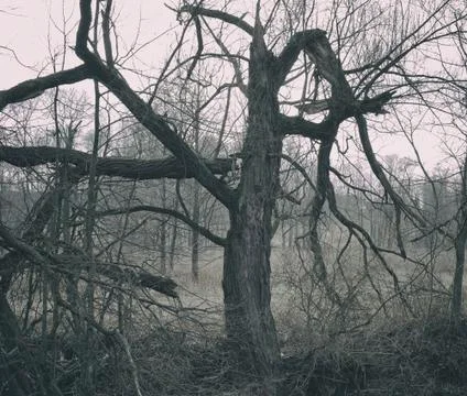Bare tree with branches in winter. Stock Photos