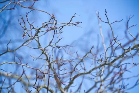 Bare tree branches on winter sky background in park Foto stock