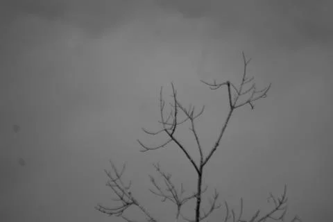 Bare Tree Branches Winter Sky Stock Photos