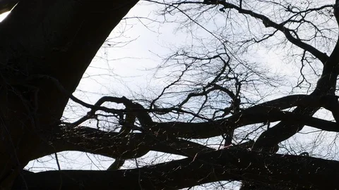 Bare tree branches in winter slider shot with lens flare and insects Stock Footage 102571517