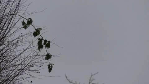 Bare  tree branches in winter - snow in background, snowfall, windy Stock Footage 148617683