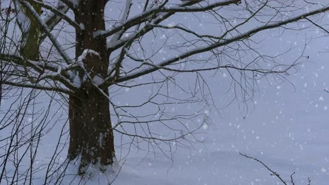 Bare tree branches in winter with snow - snow in background, snowfall Stock Footage 148617725