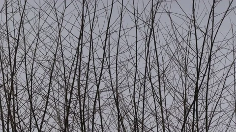 Bare tree branches in winter with snow - snow in background, snowfall, wind Stock Footage 148617769