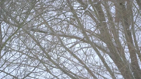Bare tree branches in winter - snow in background, snowfall - with wind audio Stock Footage 151887365