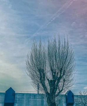 Bare tree branches without leaves during winter against blue sky Stock Photos