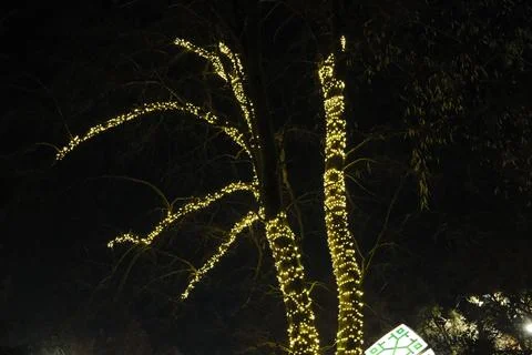 Bare tree branches wrapped in glowing yellow string lights Stock Photos