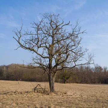 Bare Tree in a Brown Field Stock Photos